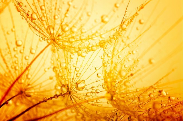 macro photo of dandelion seeds
